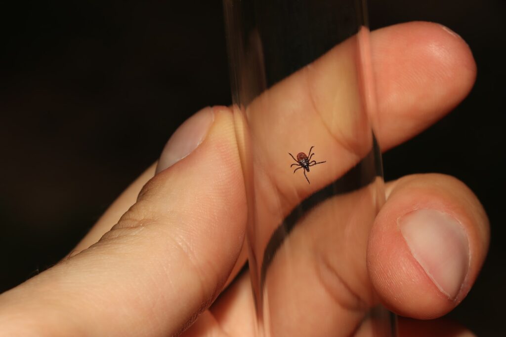 a person holding a small bug