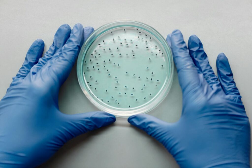 A gloved scientist examines bacterial culture in a petri dish for research purposes.