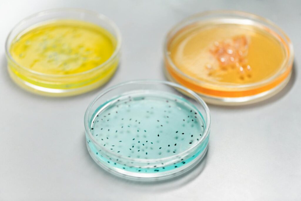 Close-up of colorful petri dishes used in a laboratory for scientific experiments.